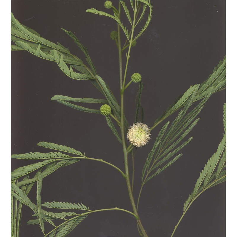 leucaena leucocephala (lam.) de wit subsp. glabrata (rose) zárate