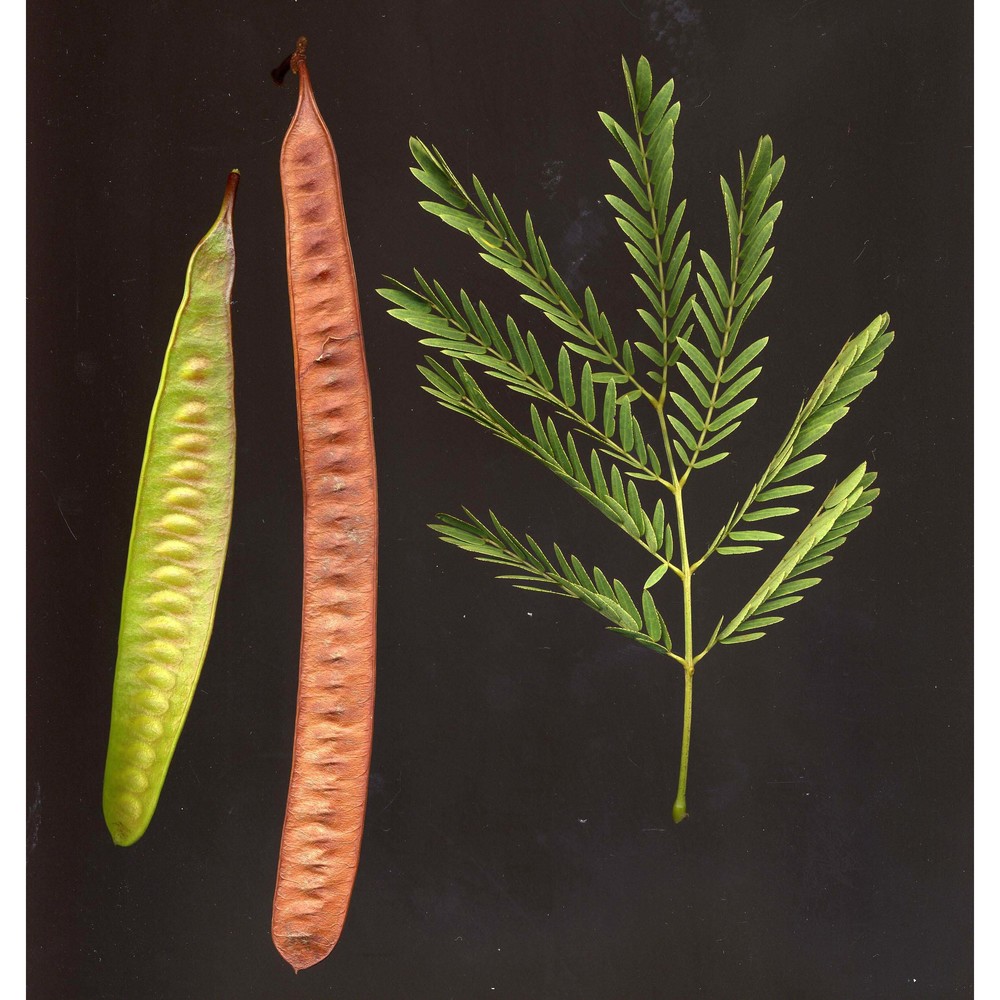 leucaena leucocephala (lam.) de wit subsp. glabrata (rose) zárate