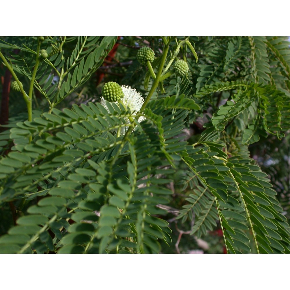 leucaena leucocephala (lam.) de wit subsp. glabrata (rose) zárate