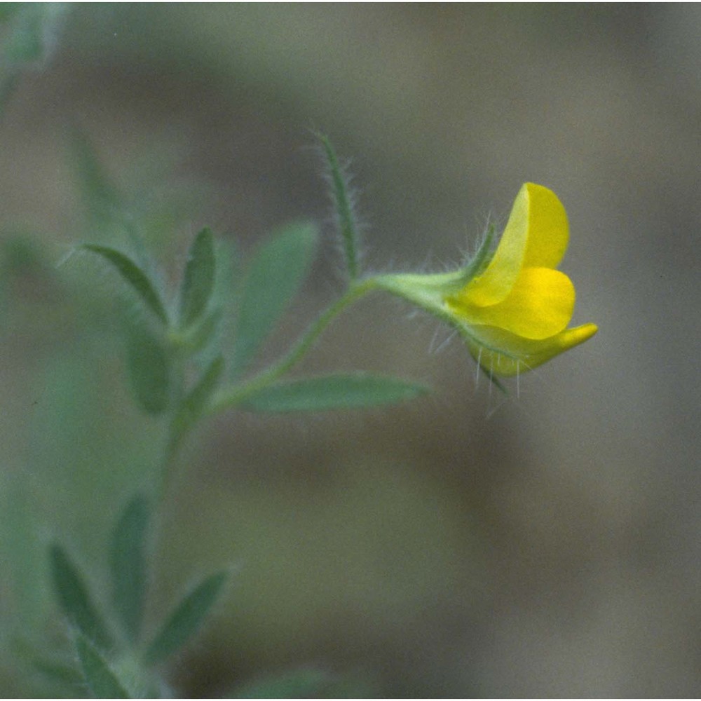 lotus angustissimus l.