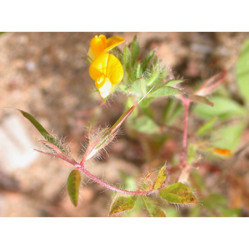 lotus angustissimus l.