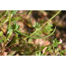 lotus conimbricensis brot.