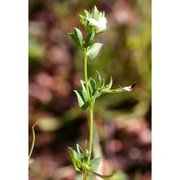 lotus conimbricensis brot.