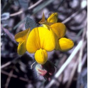 lotus corniculatus l.