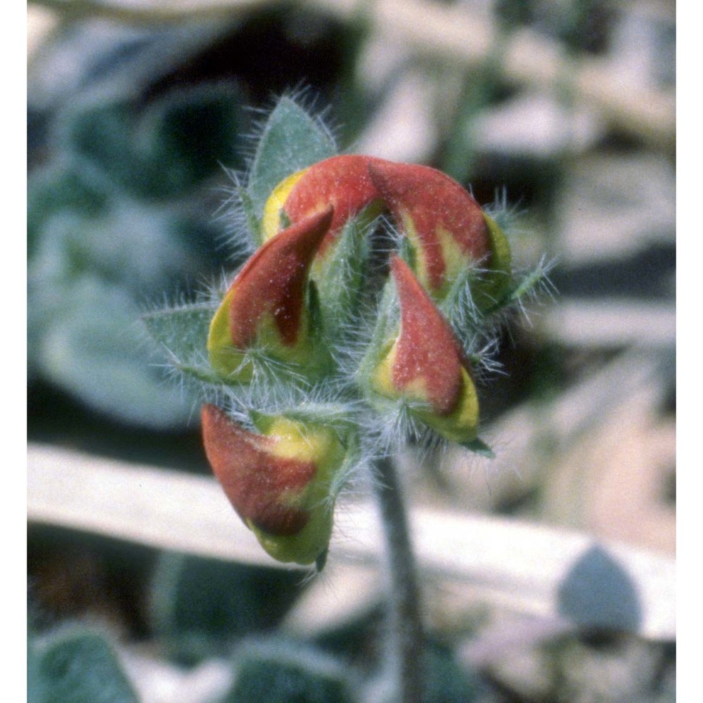 lotus corniculatus