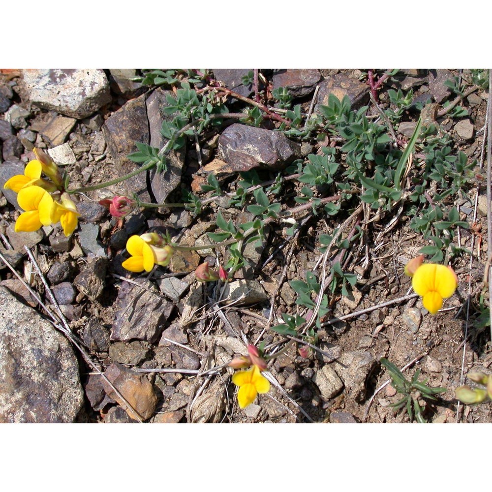 lotus corniculatus