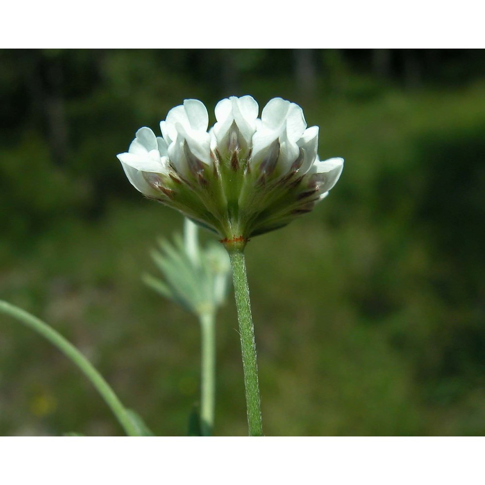 lotus germanicus (gremli) peruzzi