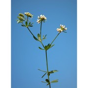 lotus germanicus (gremli) peruzzi