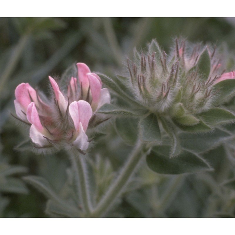 lotus hirsutus l.