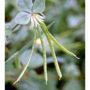 lotus ornithopodioides l.