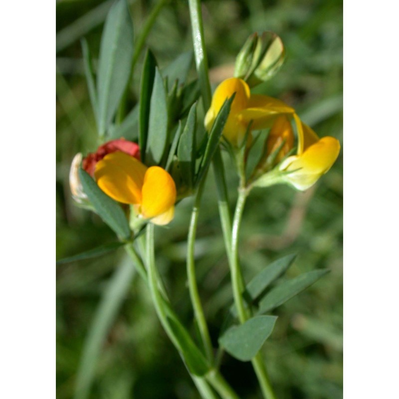 lotus tenuis waldst. et kit. ex willd.