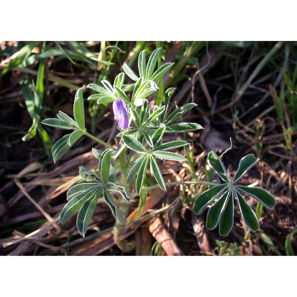 lupinus albus l.