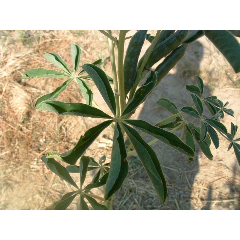 lupinus albus l.