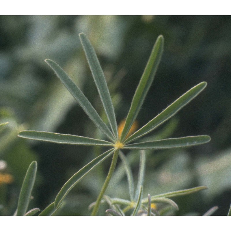 lupinus angustifolius l.