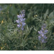 lupinus angustifolius l.