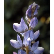 lupinus angustifolius l.