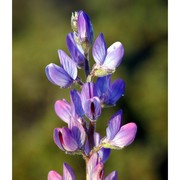 lupinus angustifolius l.