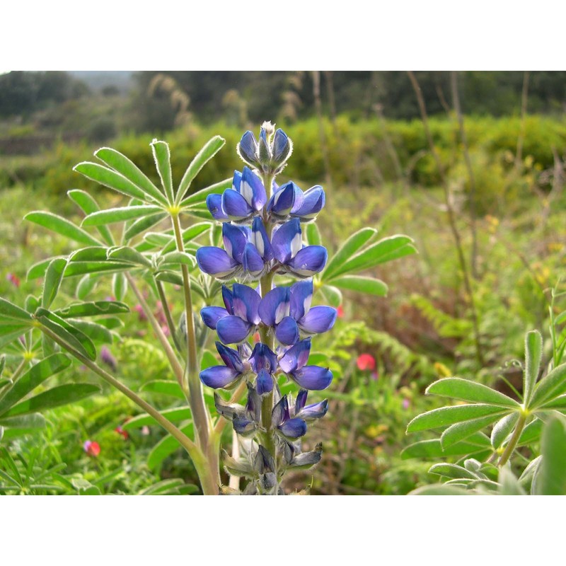 lupinus cosentinii guss.