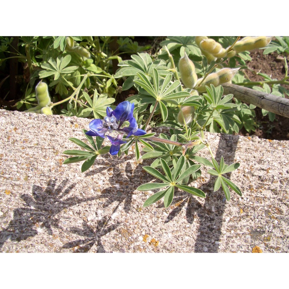 lupinus cosentinii guss.