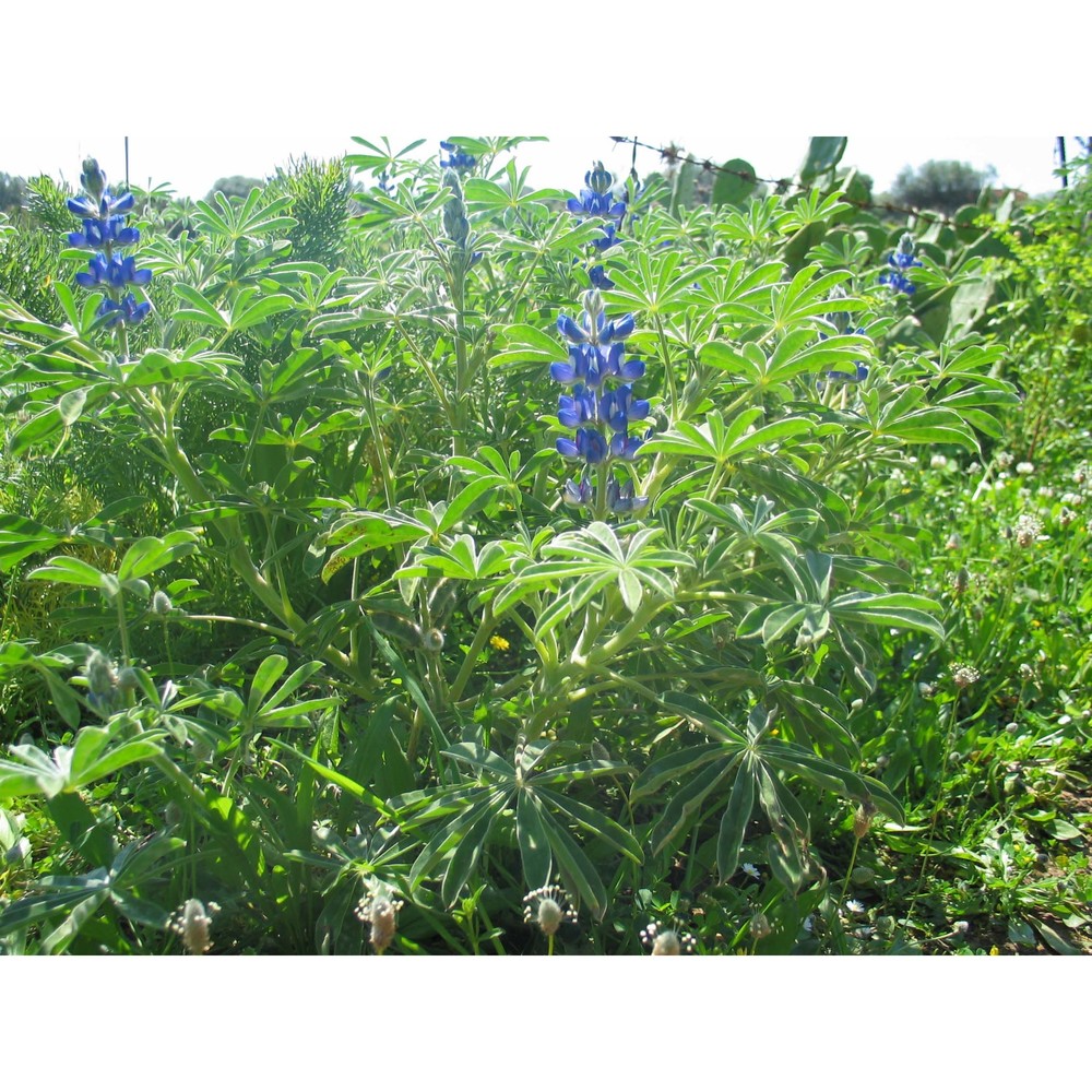 lupinus cosentinii guss.