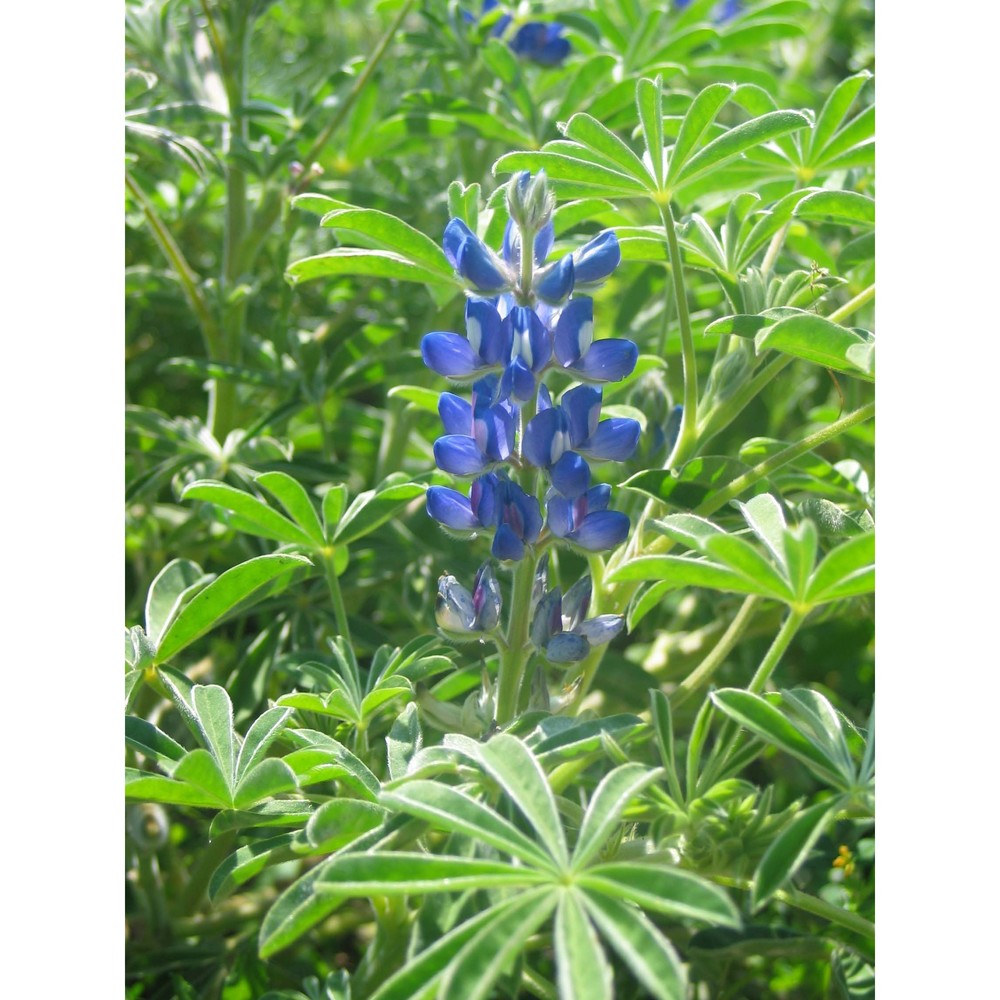 lupinus cosentinii guss.