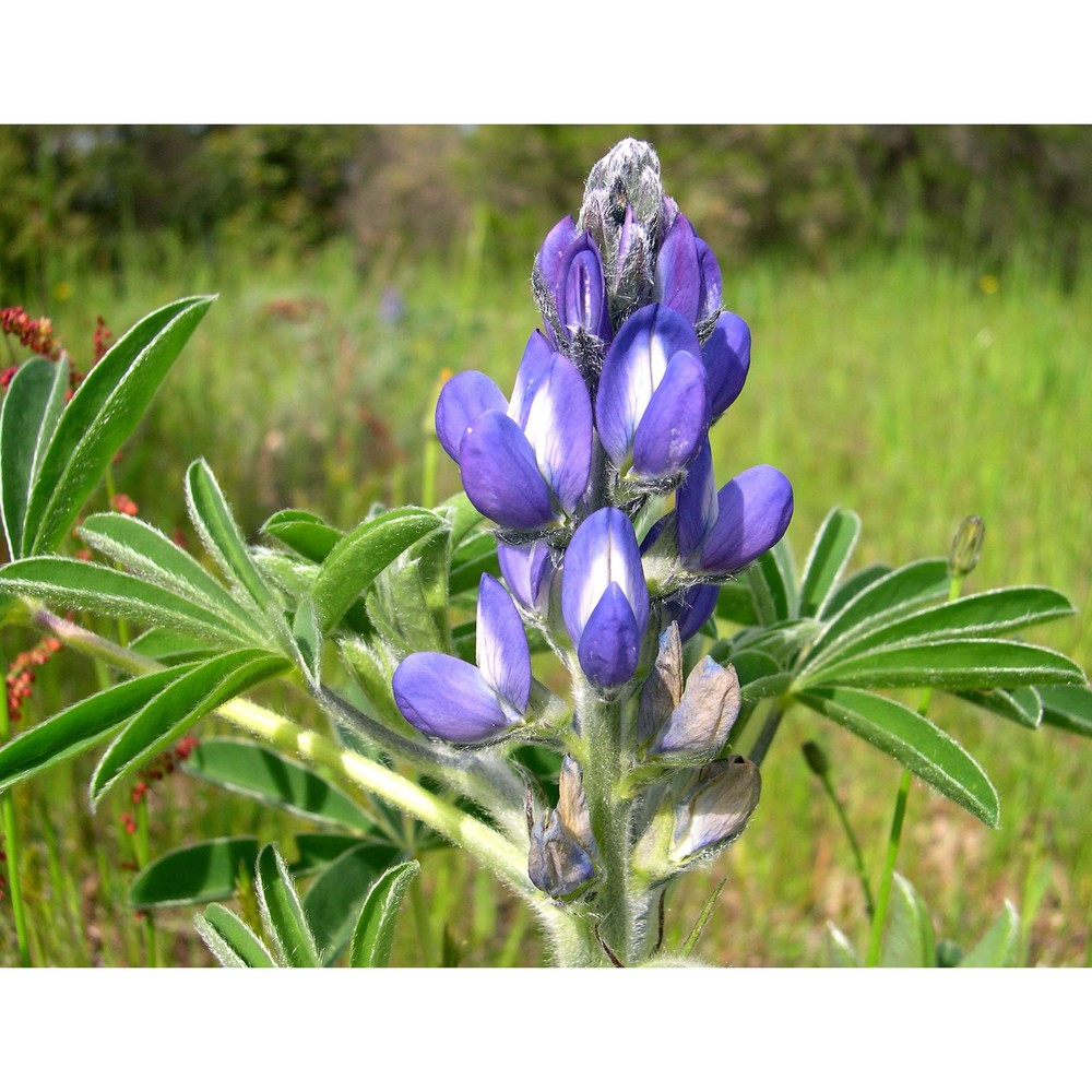 lupinus graecus boiss. et spruner