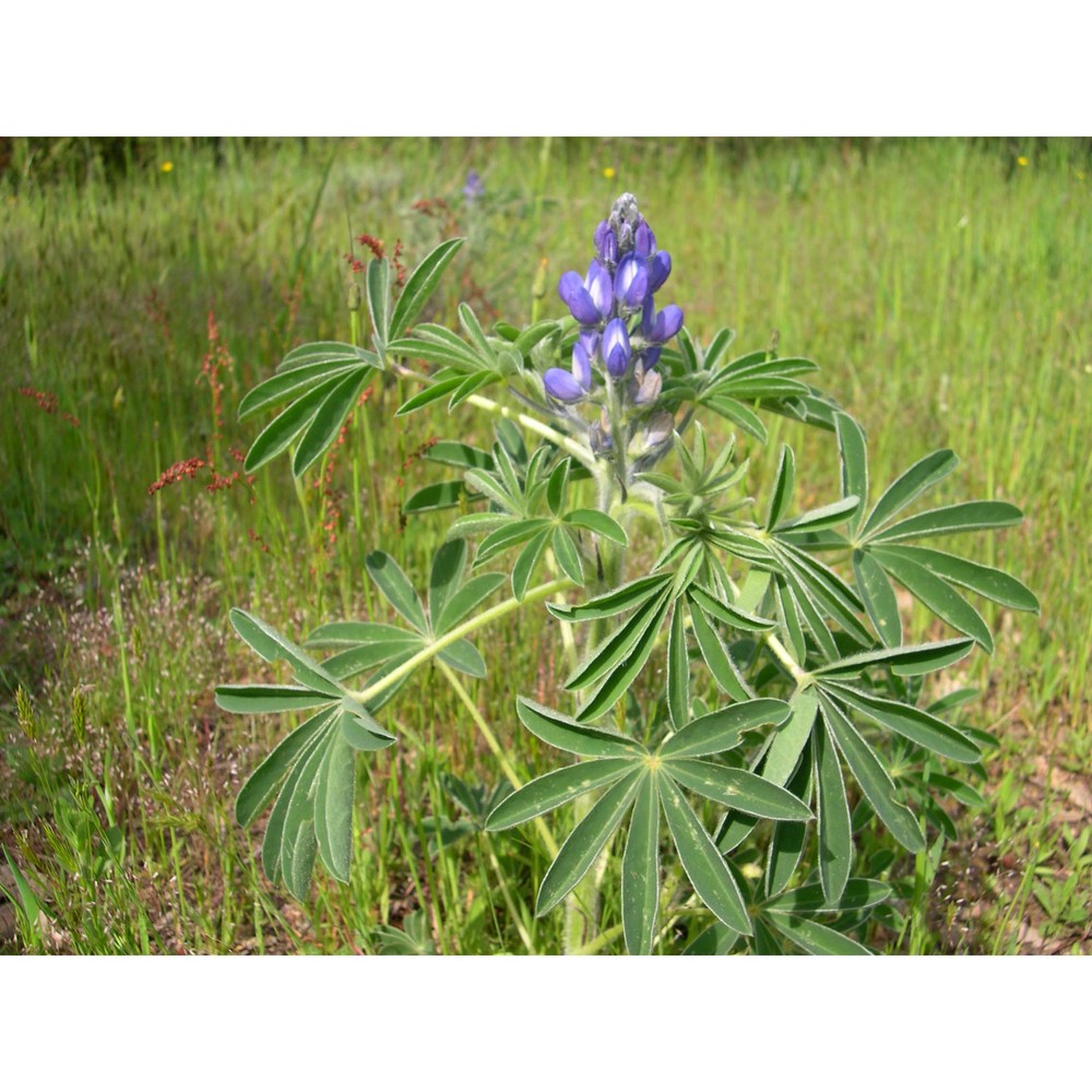 lupinus graecus boiss. et spruner