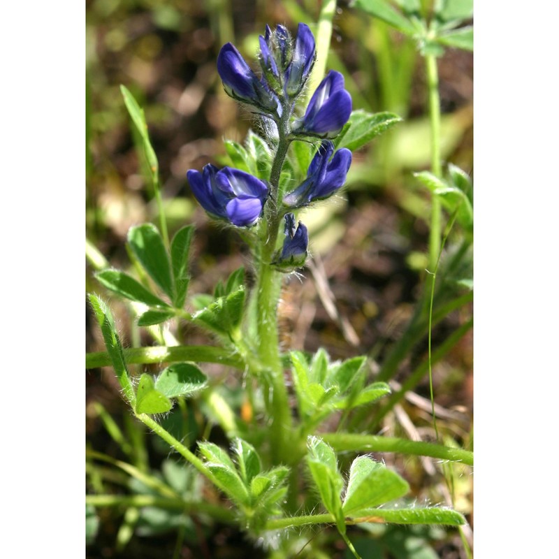 lupinus gussoneanus j. agardh