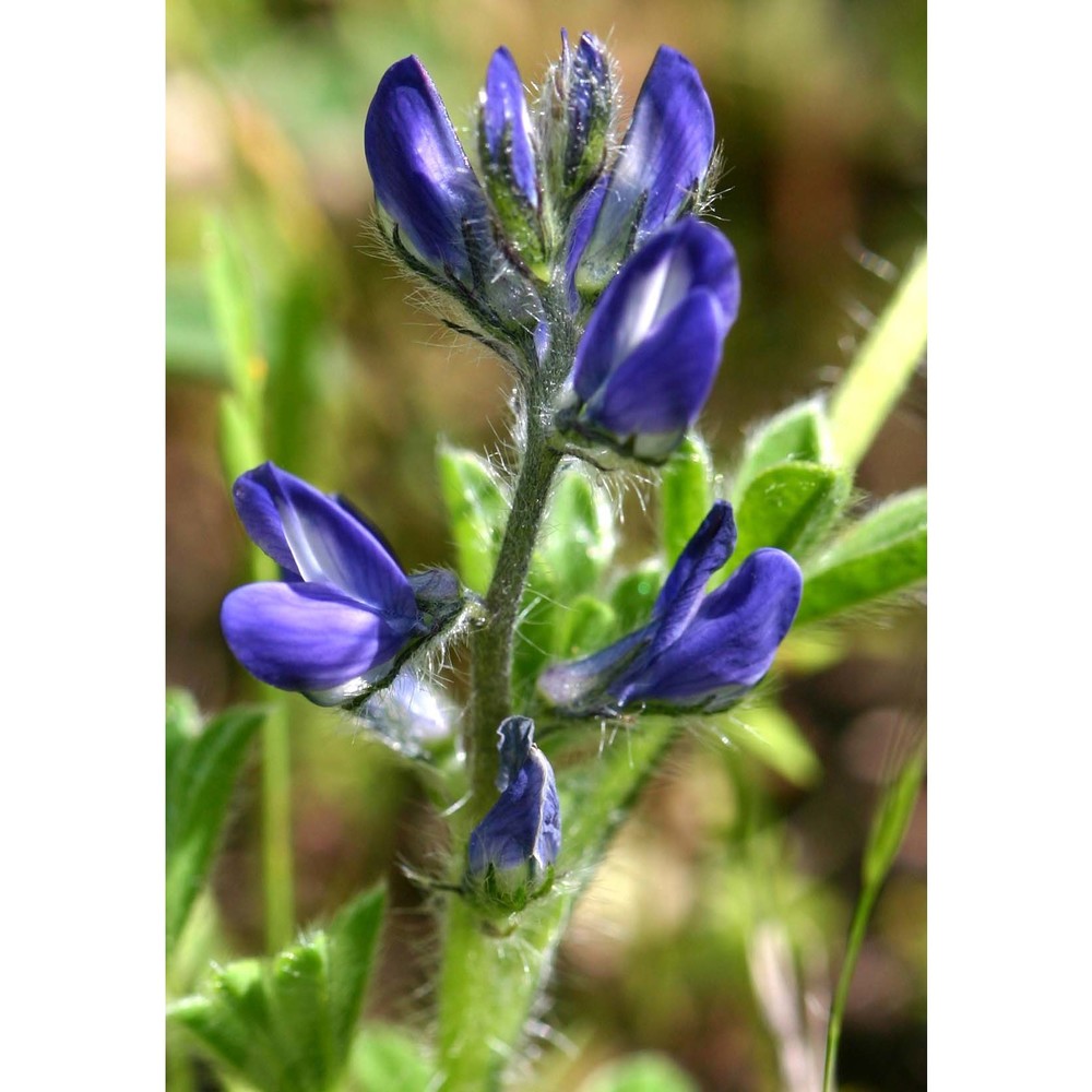 lupinus gussoneanus j. agardh