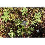 lupinus gussoneanus j. agardh