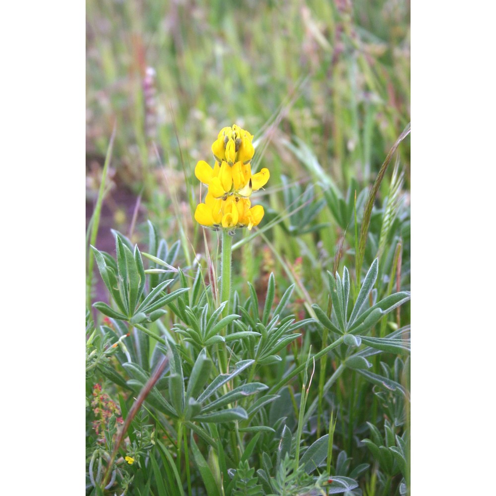 lupinus luteus l.