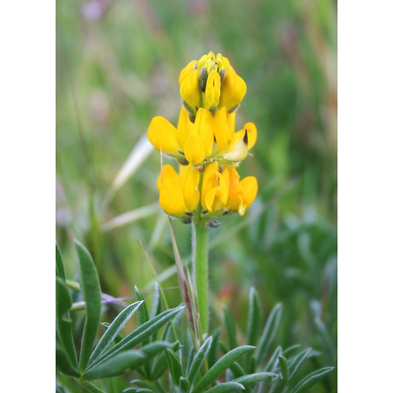 lupinus luteus l.