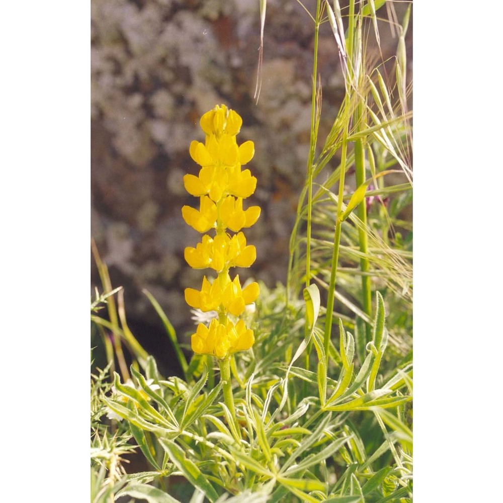 lupinus luteus l.