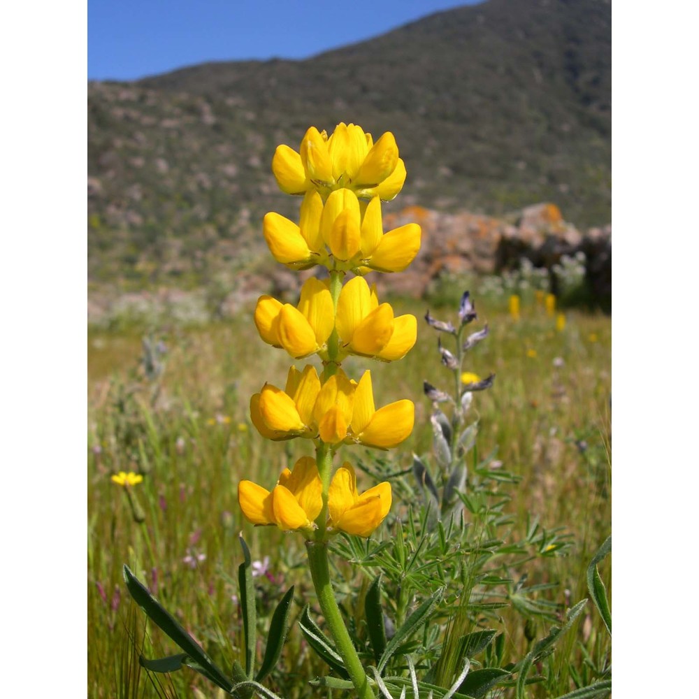 lupinus luteus l.