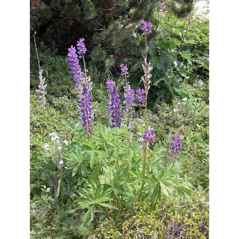 lupinus polyphyllus lindl.