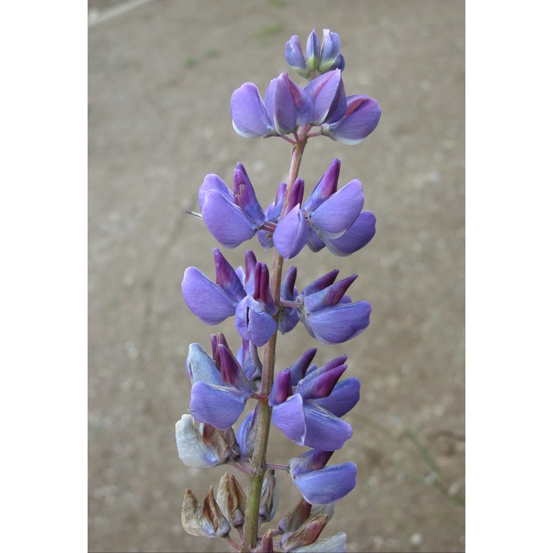 lupinus polyphyllus lindl.