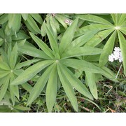 lupinus polyphyllus lindl.