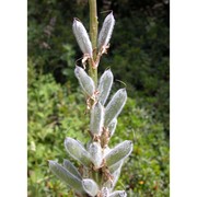 lupinus polyphyllus lindl.