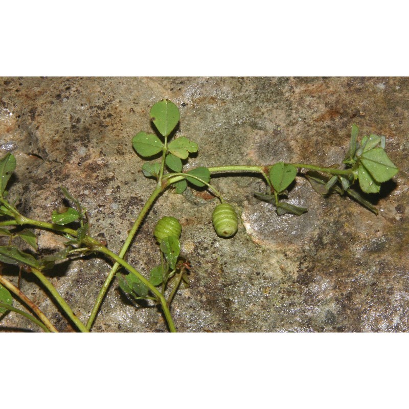 medicago aculeata willd.