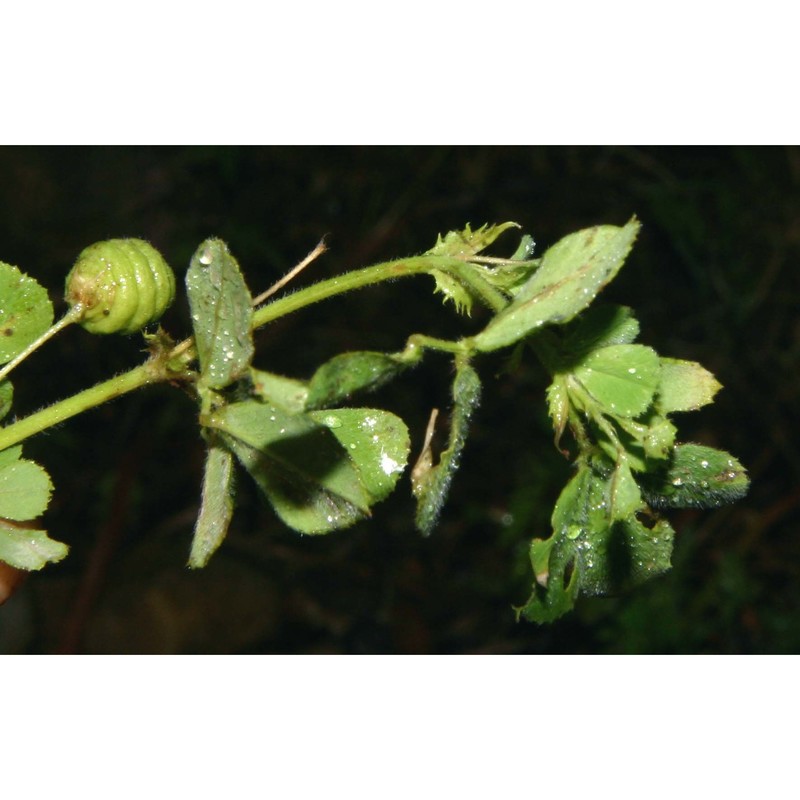 medicago aculeata willd.