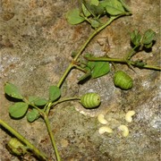 medicago aculeata willd.