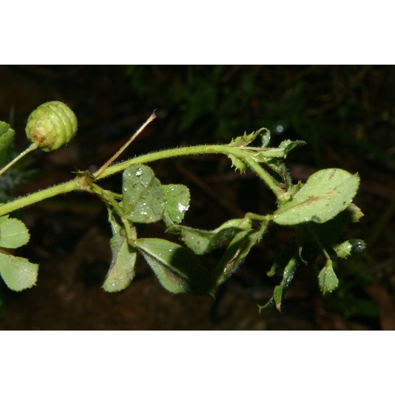 medicago aculeata willd.