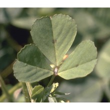 medicago arabica (l.) huds.