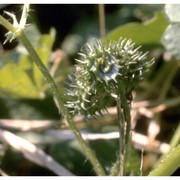 medicago arabica (l.) huds.