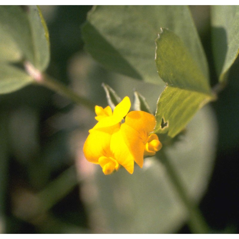 medicago arabica (l.) huds.