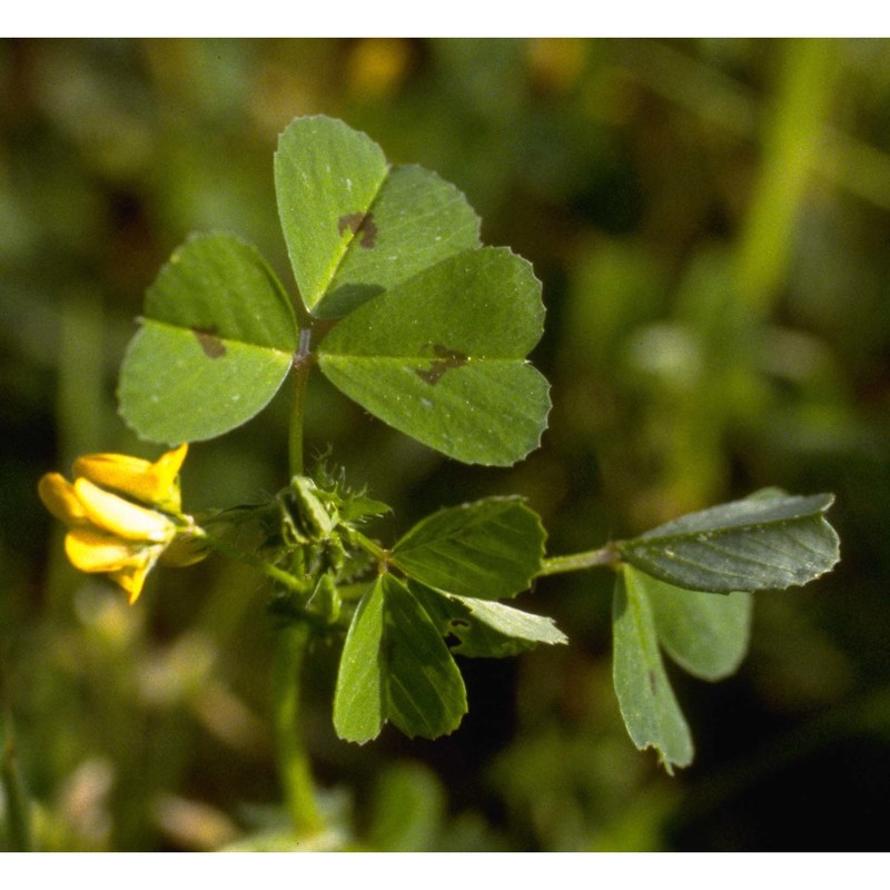 medicago arabica (l.) huds.