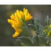 medicago arborea l.