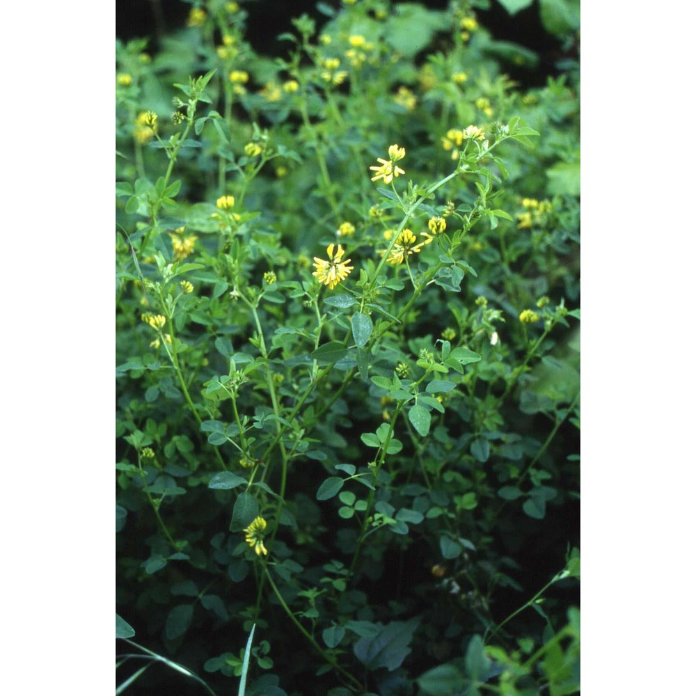 medicago carstiensis wulfen