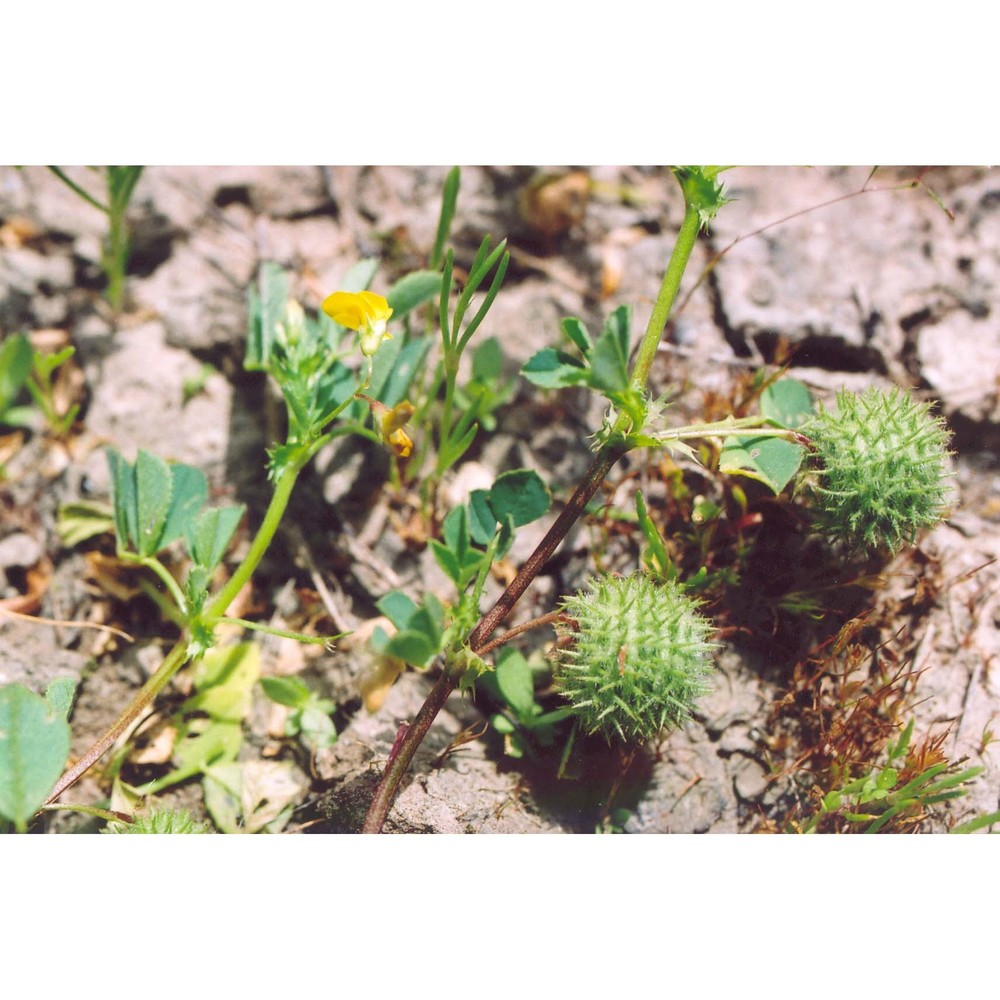 medicago ciliaris (l.) all.