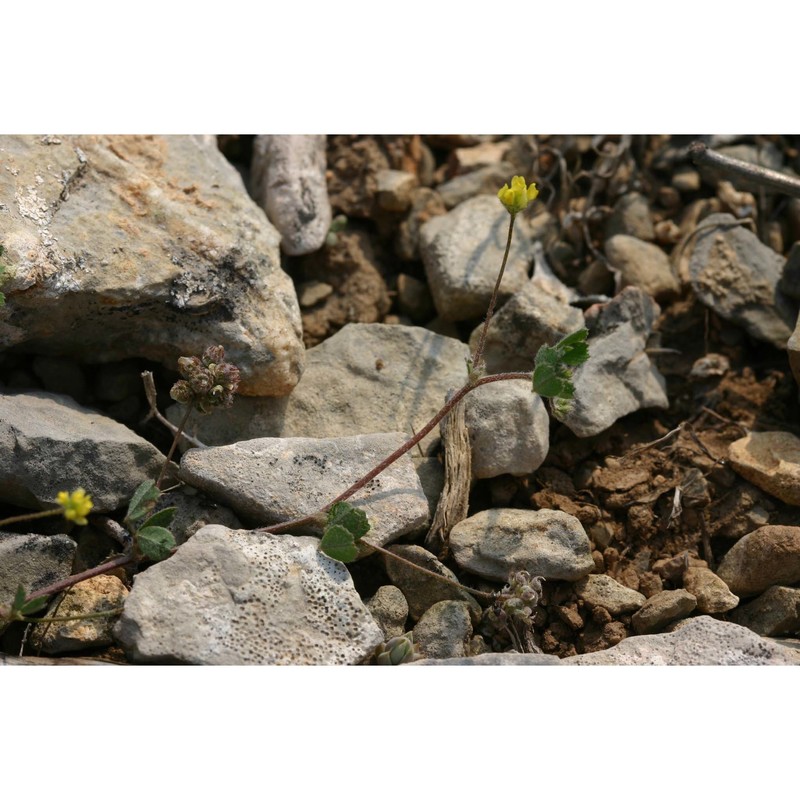 medicago coronata (l.) bartal.